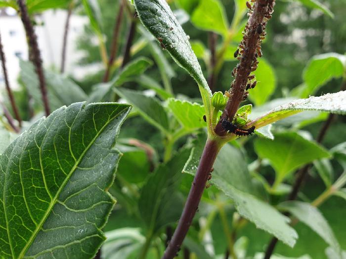 Orange and black ladybug larvae decimating aphids on dahlia stem.