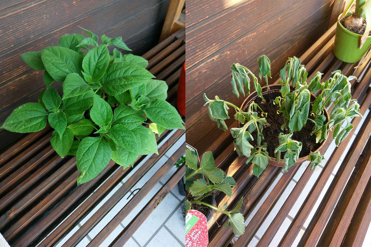 before and after plant