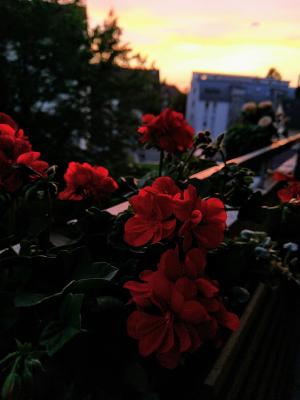 Flowers at dusk
