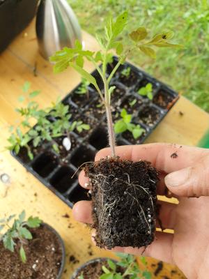 seedling with roots