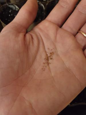 tiny foxglove seeds