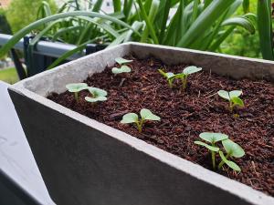radish seedlings