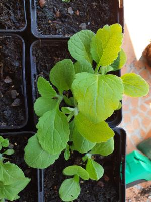 seedling from above