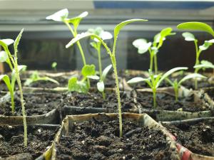 Desktop Garden