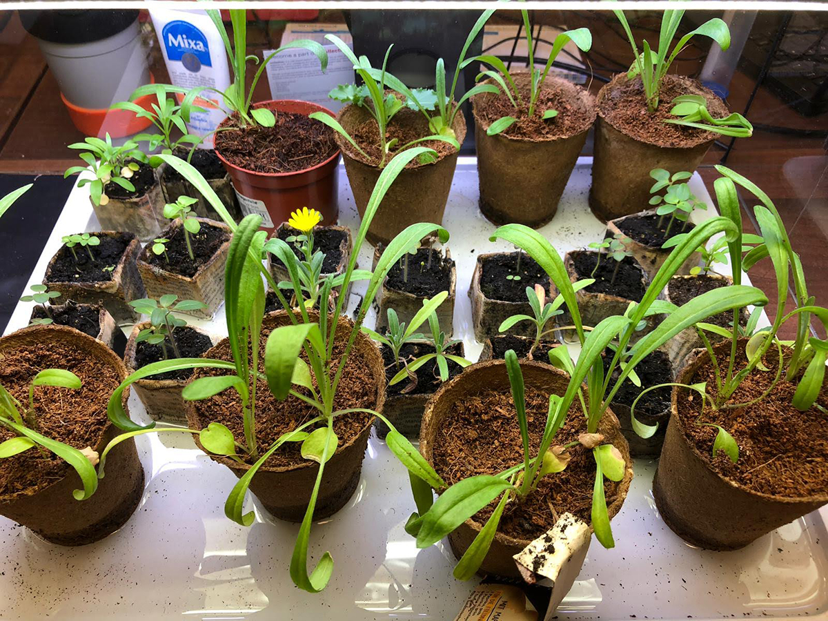 plants growing well