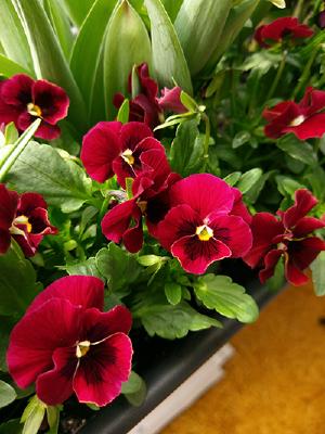 Pansies