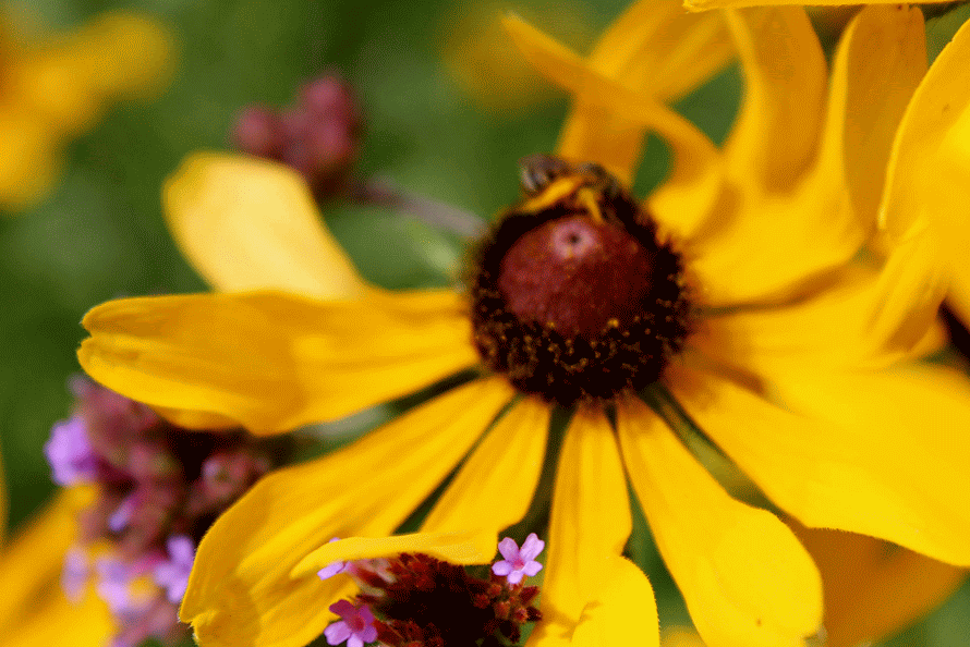 bee on a bloom, gif