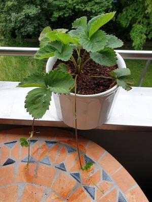 strawberry with runners