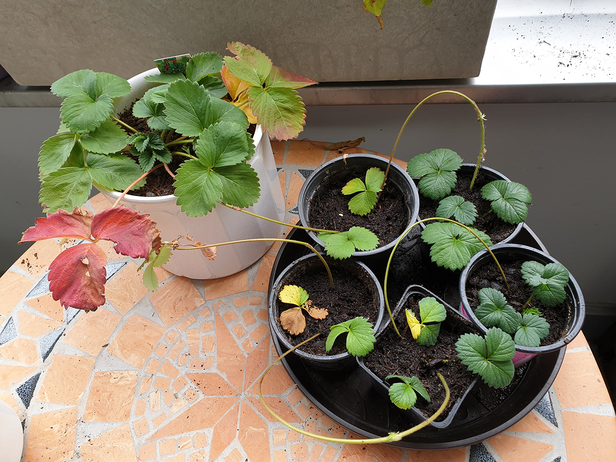 rooting strawberry runners