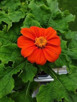 fresh tithonia