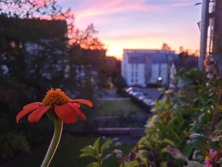 tithonia at sunset