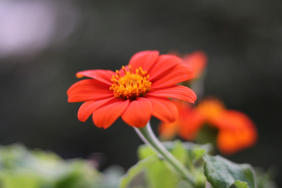 tithonia