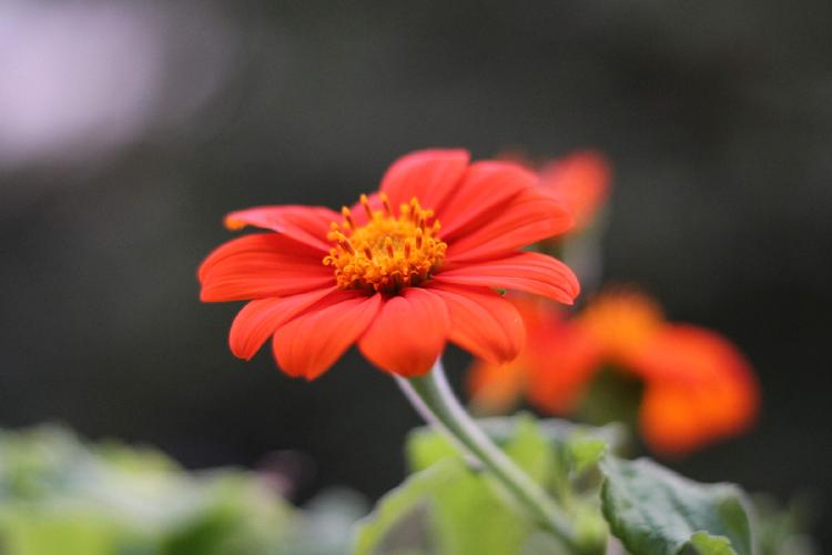 tithonia